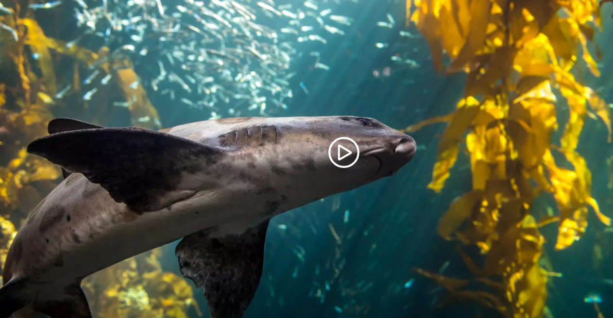 Kelp Forest Live Cam Portal 